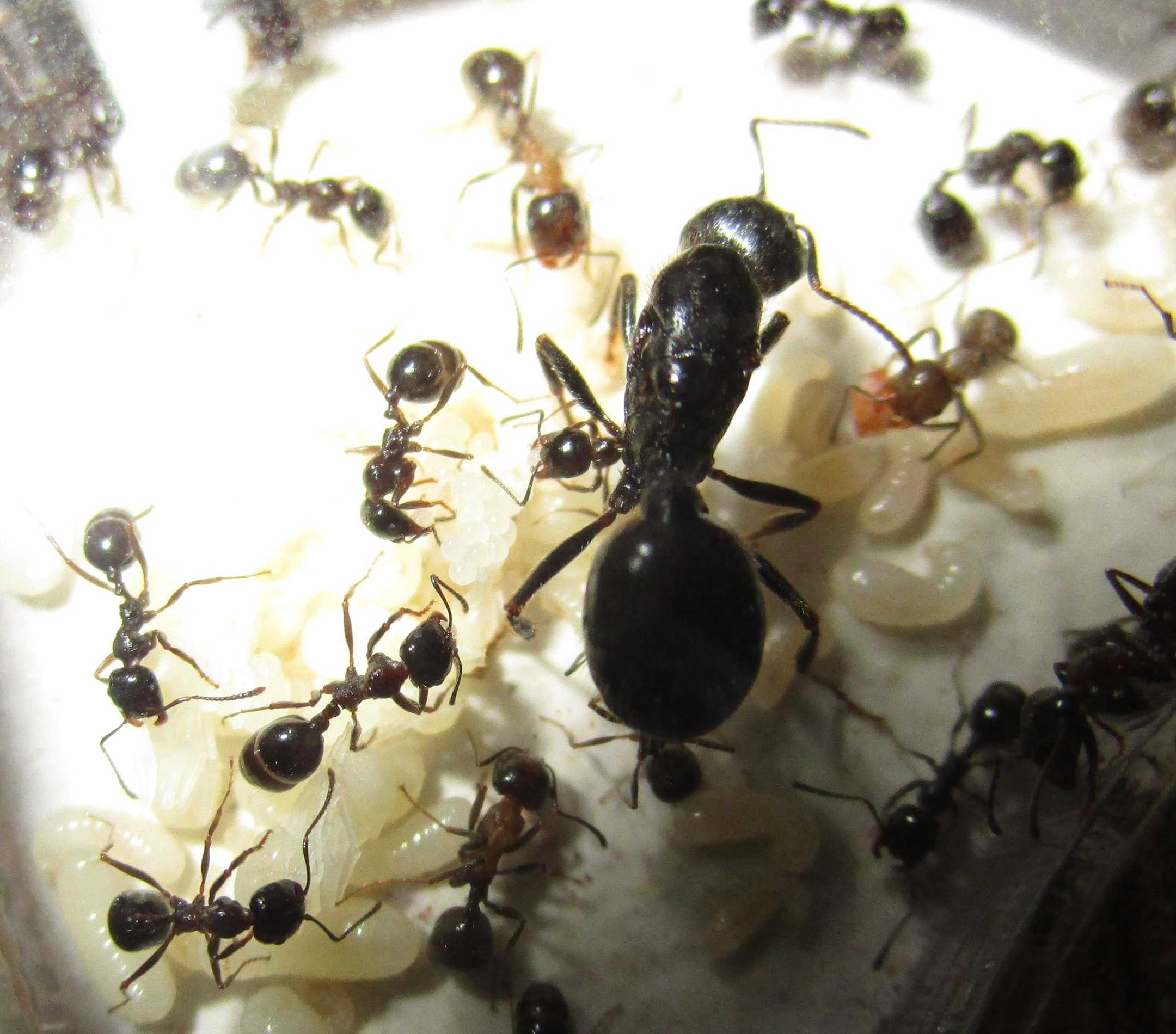 Как выглядит матка домашних муравьев, ее питание и размножение