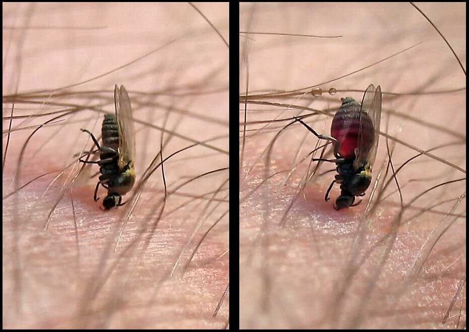Насколько опасен укус мухи?