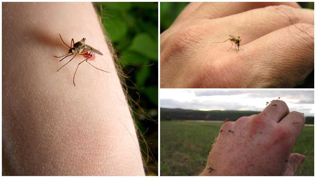 Кто питается комарами и их личинками: животные, птицы, пауки, растения