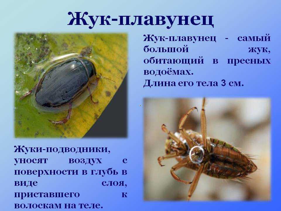 Содержание жука плавунца в домашних условиях: сколько хищник проживет в неволе