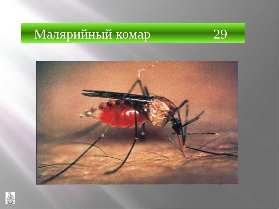 Малярия укусы комаров. Малярийный комар и малярия. Малярийный комар самец. Малярийный комар распространяемые заболевания. Яйца малярийного комара.