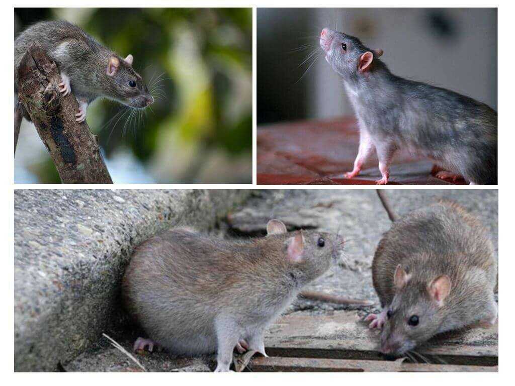 Сколько живут декоративные крысы в домашних условиях?