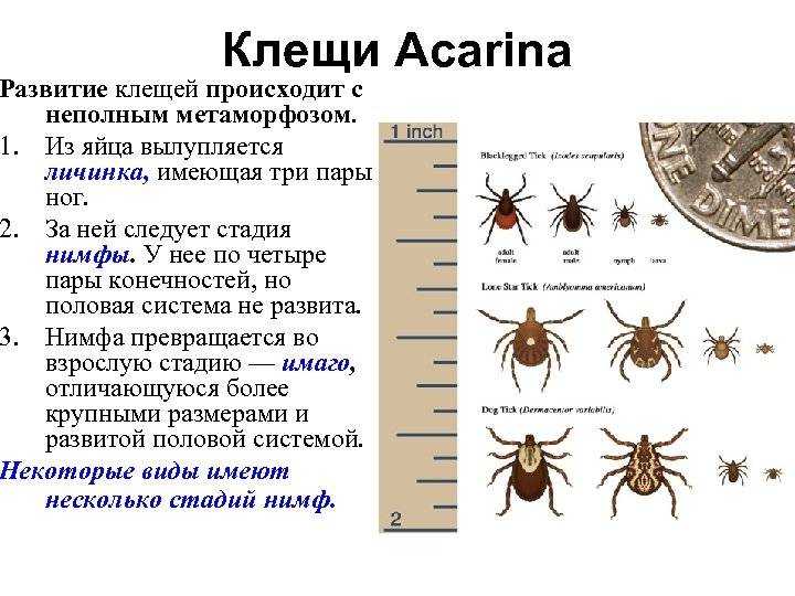 Аргасовые клещи