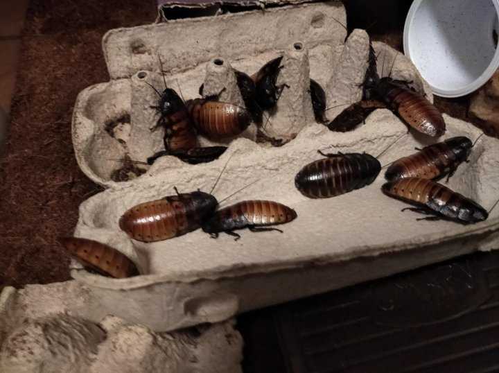 Как разводить «мраморных» тараканов?