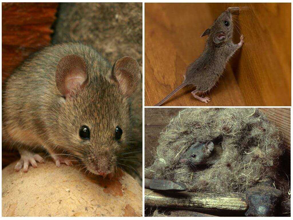 Лучшие способы избавиться от крыс в сарае: отравы, народные методы