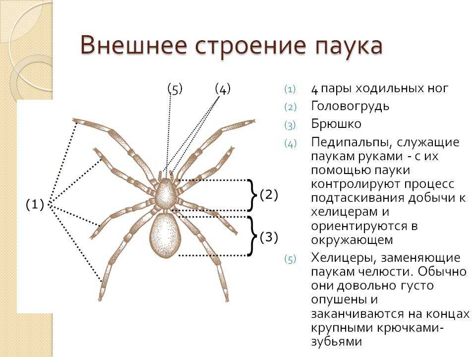 Паук — это насекомое или нет: строение и значение животных в природе. сколько ног у паука, или почему он – не родня насекомым