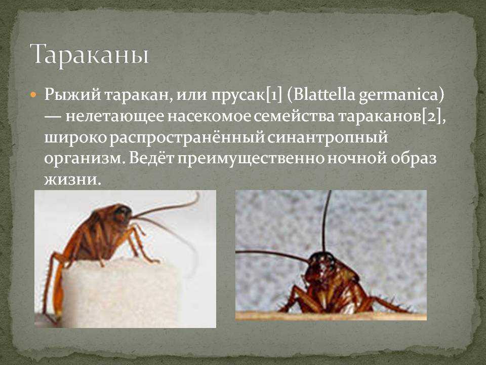 Всё о тараканах