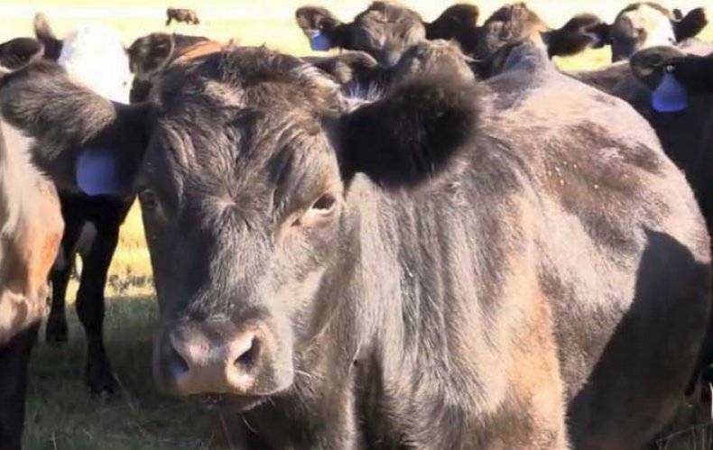 Как выглядят вши на коровах