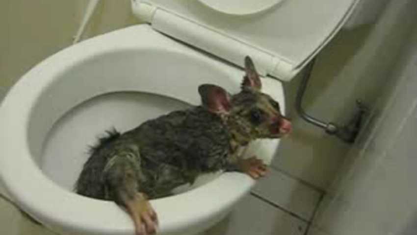 Крыса в унитазе - что делать и как избавиться