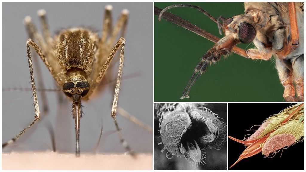 Малярийная муха. Малярийный комар под микроскопом. Зубы комара. У комара есть зубы. У комаров есть зубы.