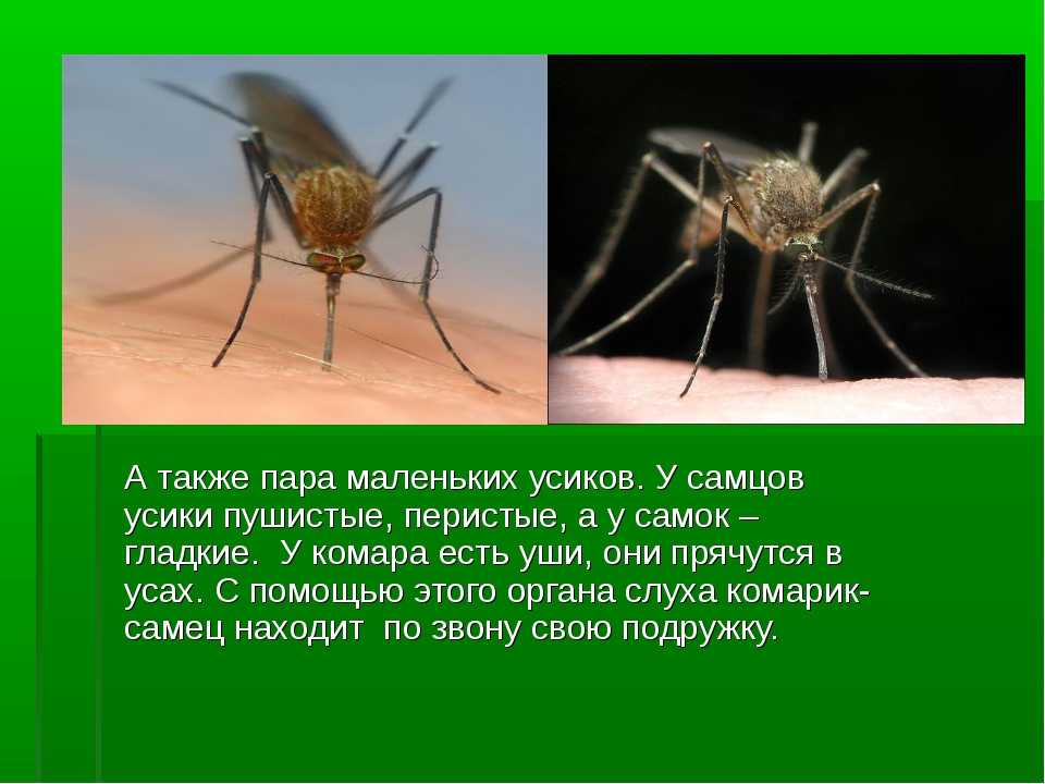Про комаров для детей
