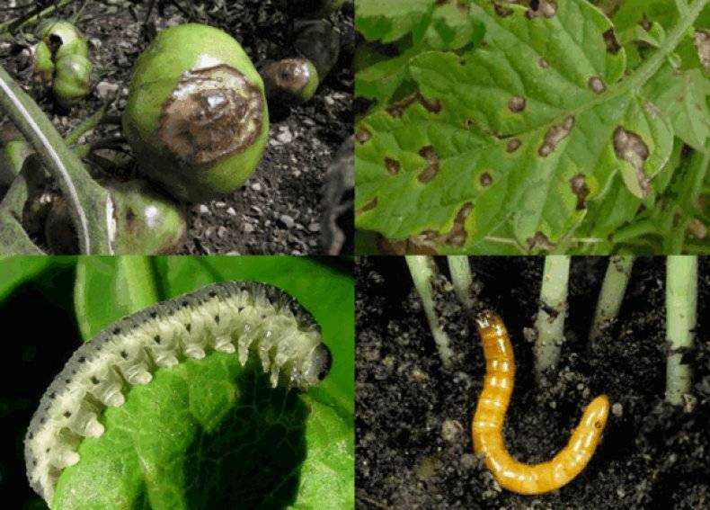 Гусеницы в огороде: эффективные меры борьбы