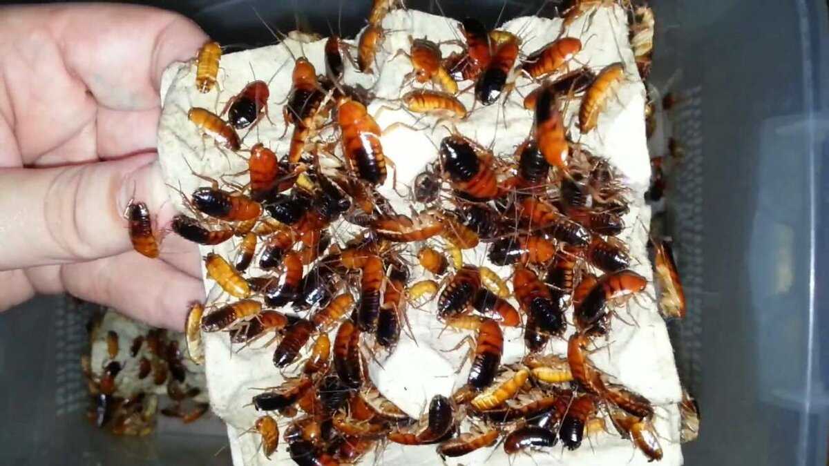 Обзор особенностей содержания и разведения мраморных тараканов: зачем нужны, как долго живут, чем кормить, как ухаживать