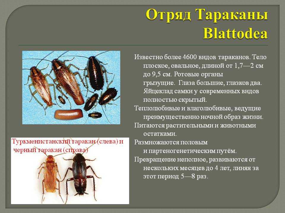 Почему таракана назвали тараканом. Тараканы отряд насекомых. Отряды насекомых Таракановые характеристика. Отряд тараканы характеристика. Представители Таракановых насекомых.