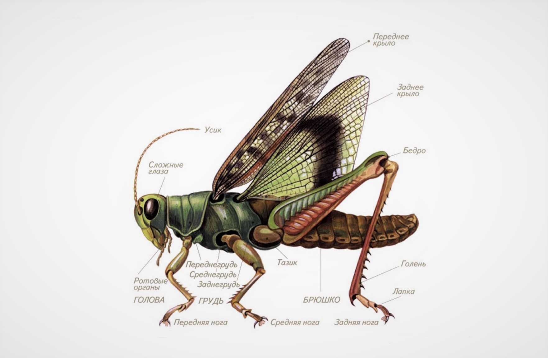 Класс насекомые картинка. Внешнее строение насекомообразных. Внешнее строение насекомых. Внешнее строение насекомого Муха. Строение насекомого энтомология.