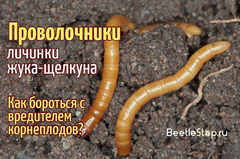 Как избавиться от жука щелкуна народными средствами и препаратами, меры борьбы