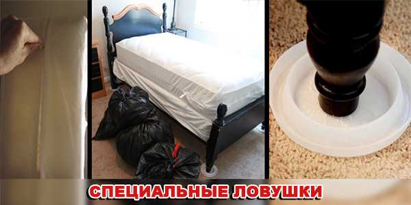 Ловушки для обычных и постельных клопов: своими руками и покупные