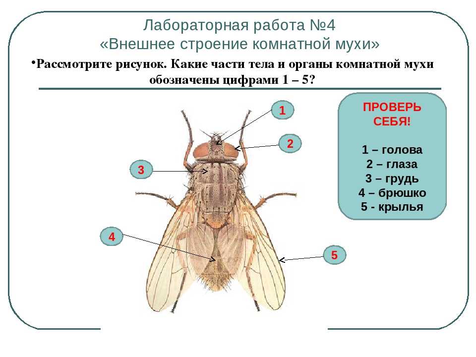 Строение мухи для детей в картинках