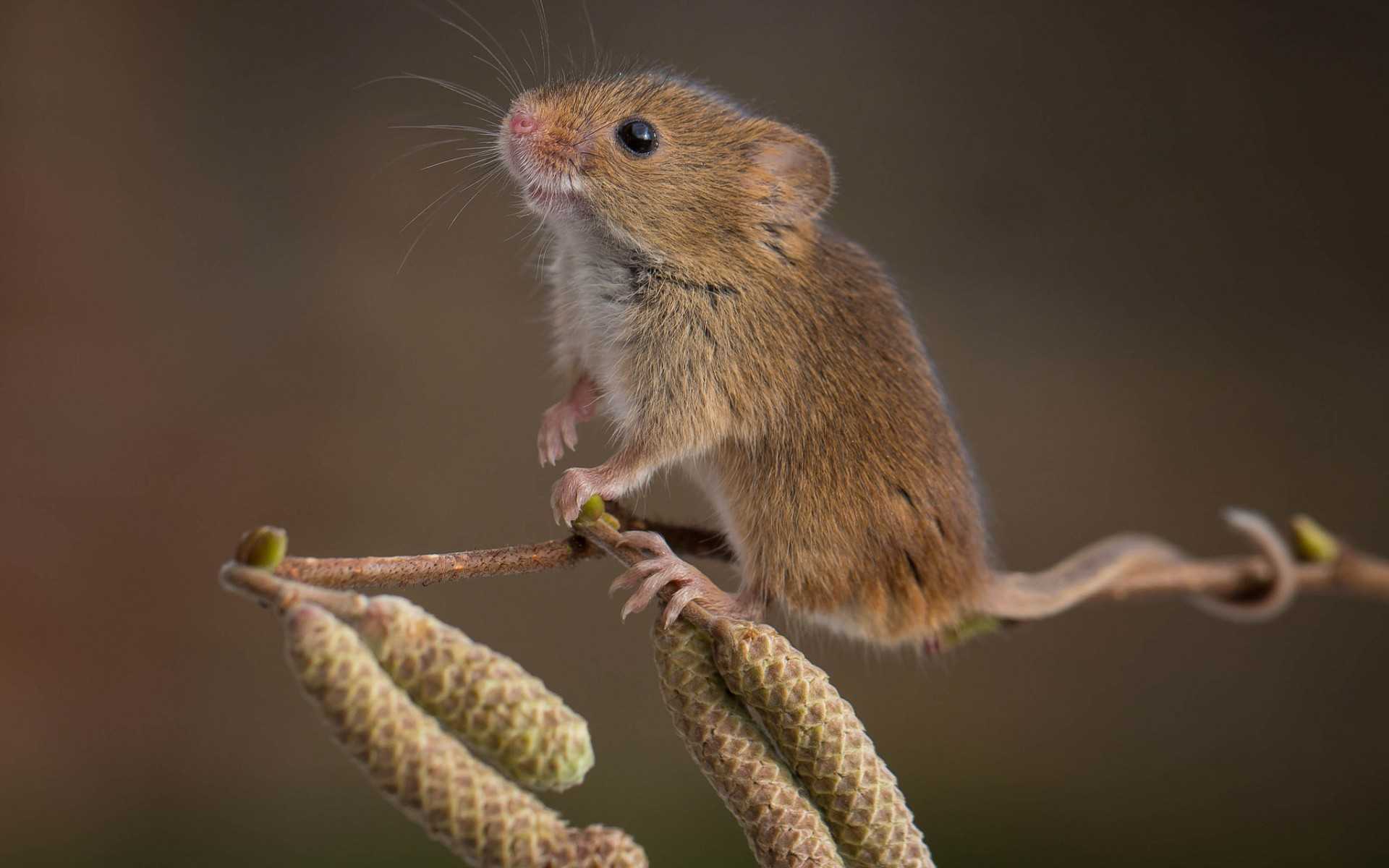 Полевая мышь Apodemus agrarius. Мышь Малютка полевка. Мышь полевка Размеры. Степная мышовка.