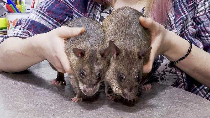 Как разводить декоративных крыс в домашних условиях, виды скрещивания