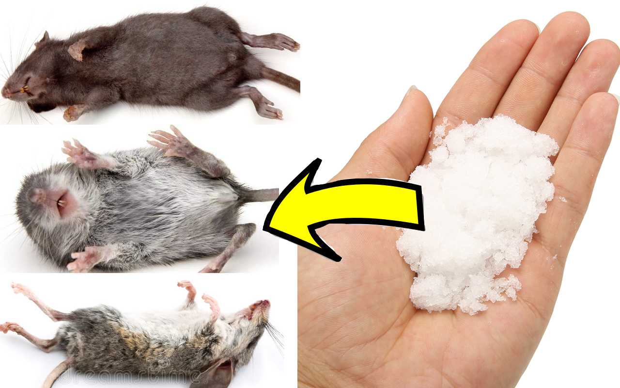 Как избавиться от мышей в частном доме? способы борьбы с мышами :: syl.ru