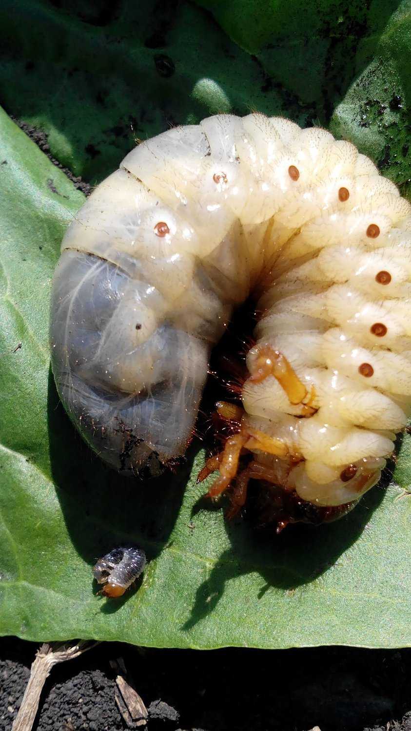 Личинки майского жука: вред или польза