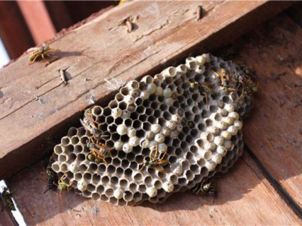 Если соседские пчелы мешают: что делать, как отвадить