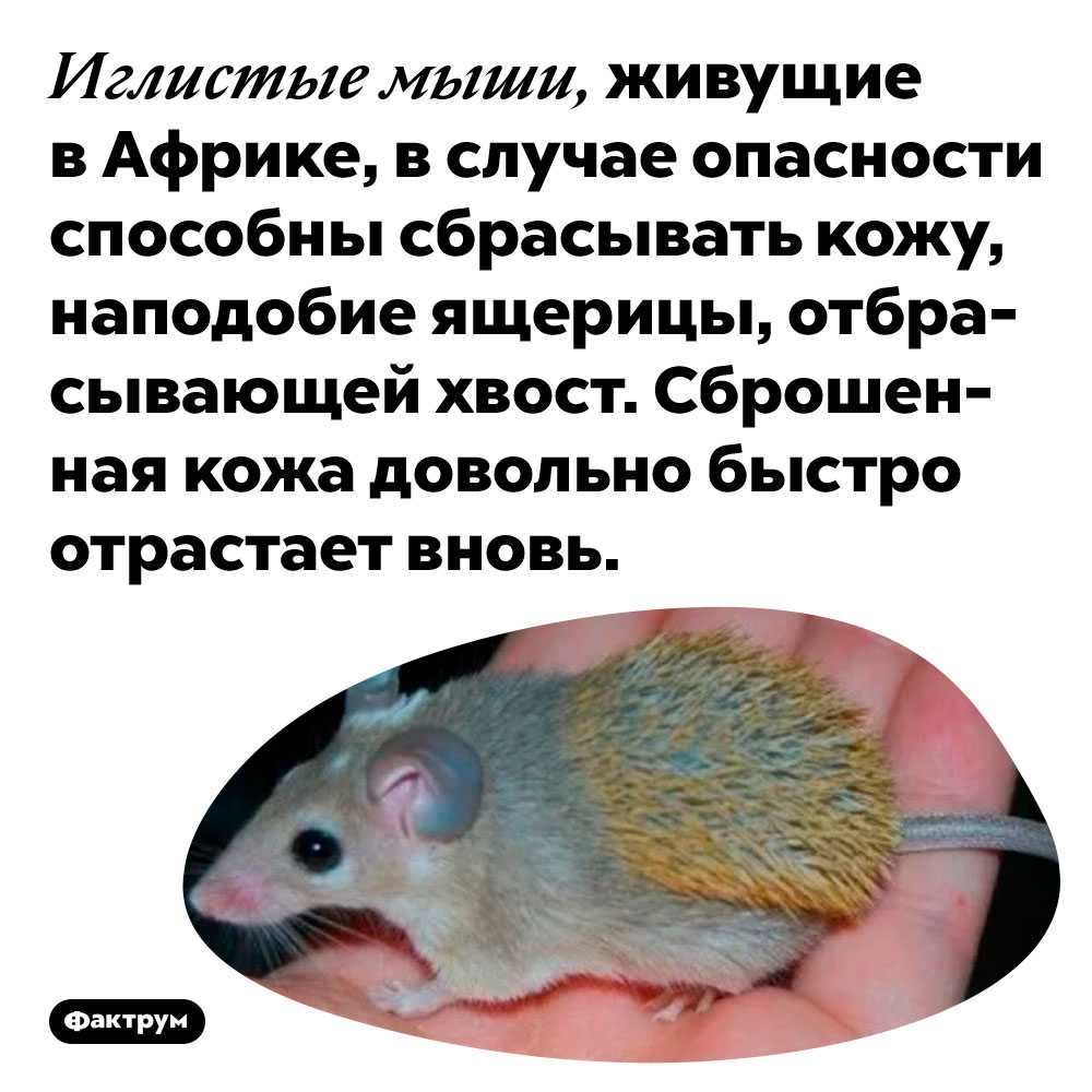 Почему мышь назвали мышью. Акомис иглистая мышь. Иглистая мышь сбрасывает кожу. Игольчатая мышь. Интересные факты о мышах.