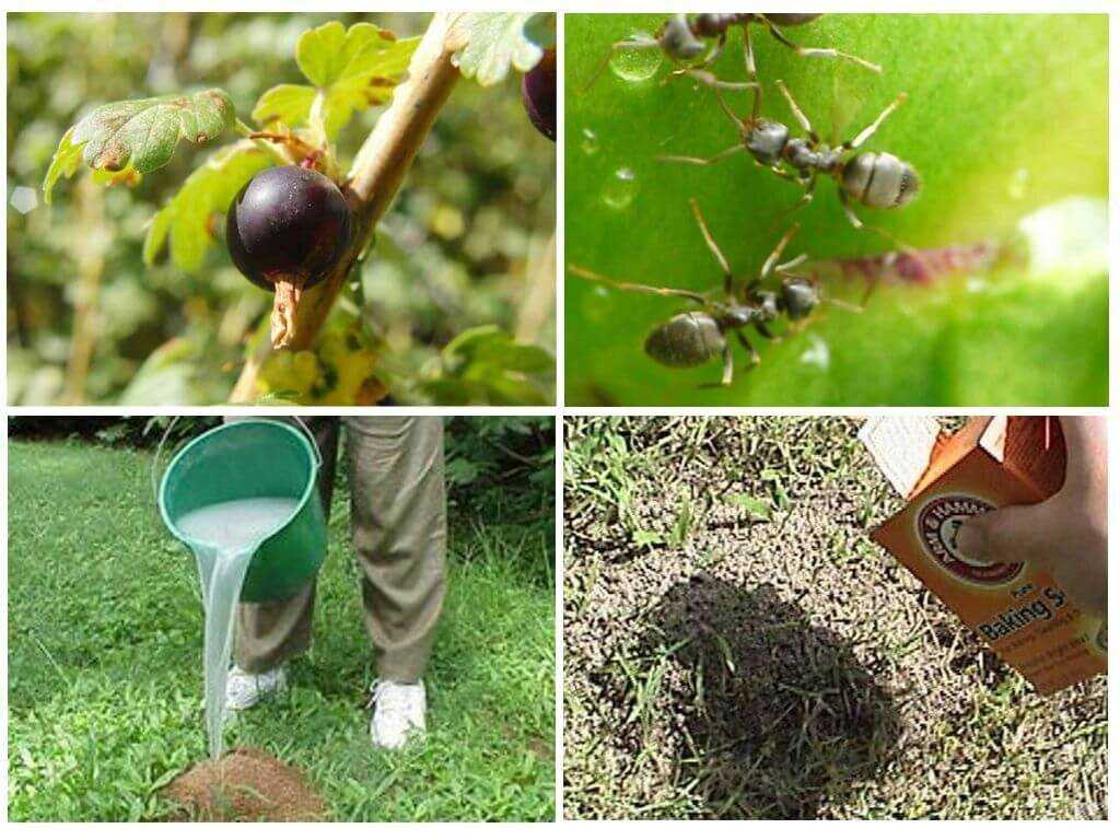 Как избавиться от муравьев народными средствами в саду — 14 проверенных способов