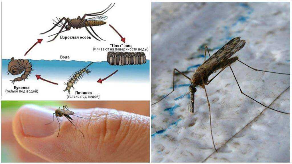 Как выглядит малярийный комар, где обитает и чем отличается от обычного? чем опасен укус малярийного комара для человека: симптомы болезни, лечение, последствия. что делать, если тебя укусил малярийны