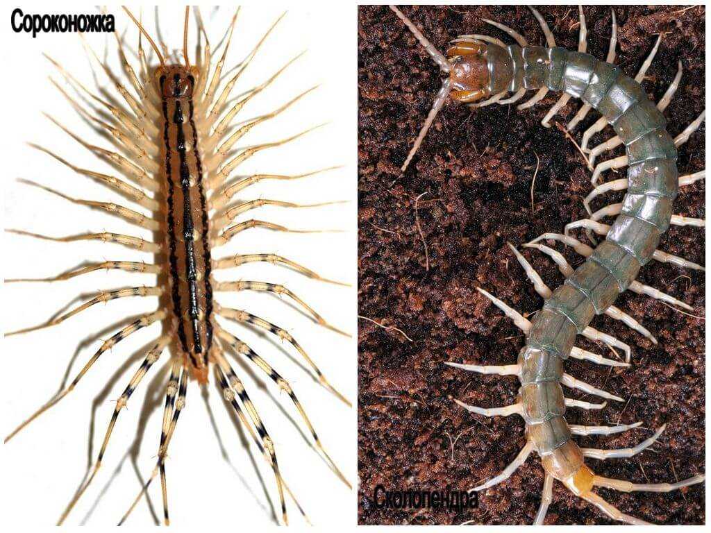 Сколопендра: фото насекомого, чем опасна, что делать после укуса