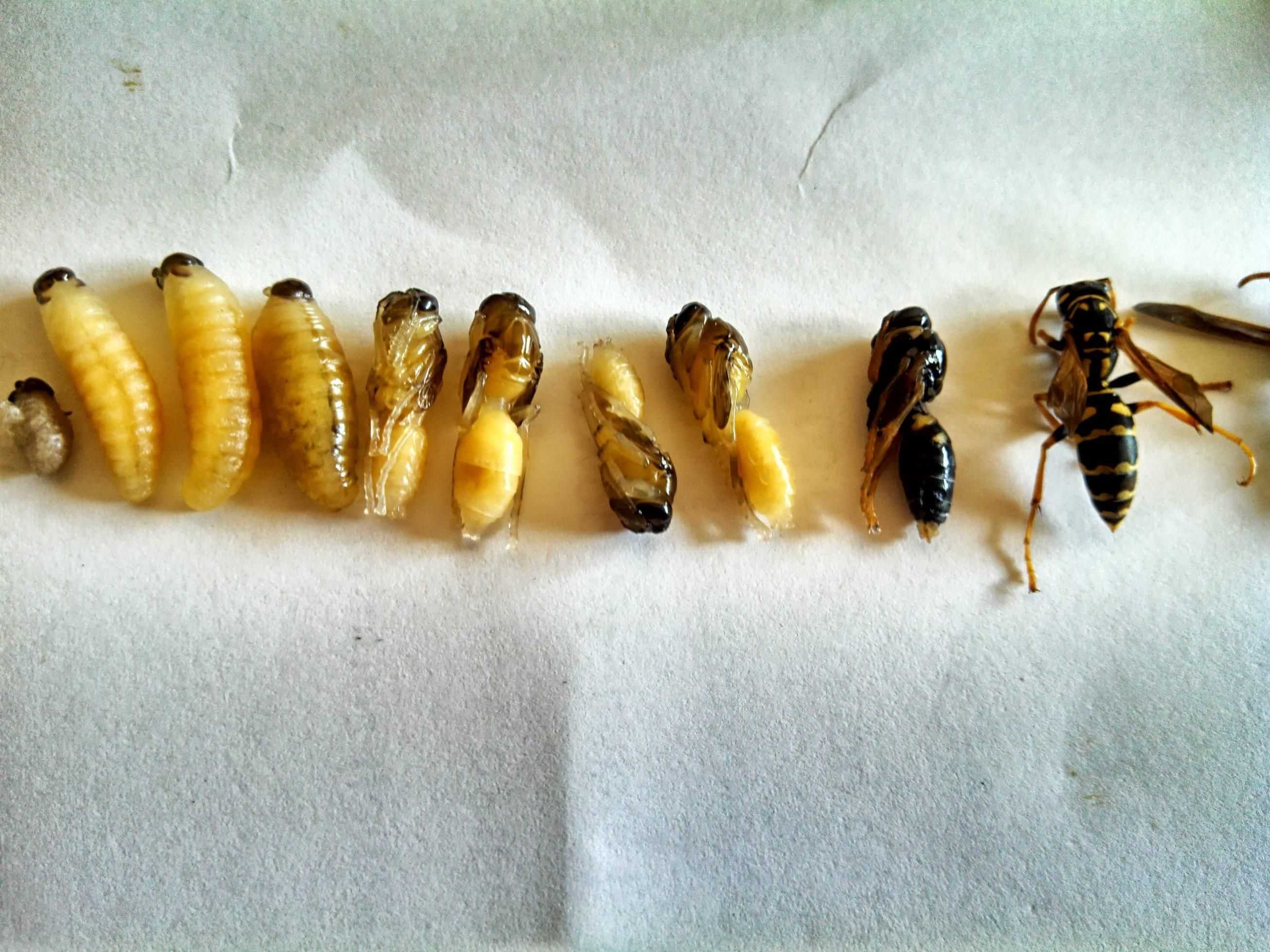 Чем отличается пчела от осы: строение, образ жизни, укусы