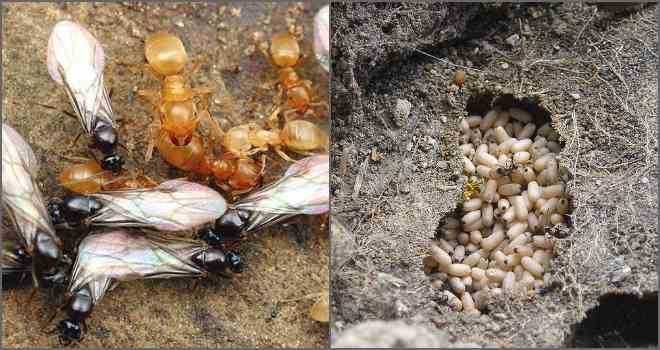 Как избавиться от муравьев на участке навсегда: народные средства и химикаты