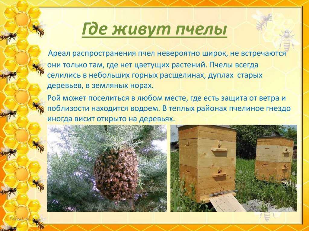 Trichodes apiarius: описание внешнего вида пчеложука, главные особенности насекомого, образ жизни и способ размножения, методы борьбы с вредителем