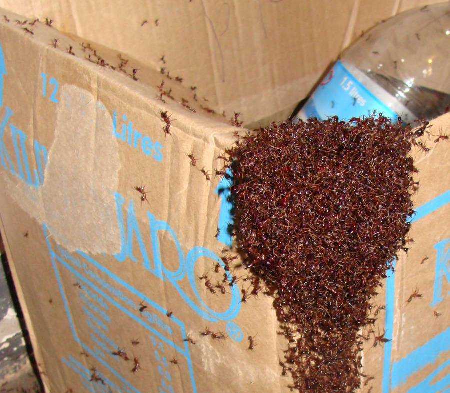 Как избавиться от мелких муравьев в доме. Муравьи в квартире. Гнездо муравьев в квартире. Маленькие домашние муравьи. Муравьиное гнездо в квартире.
