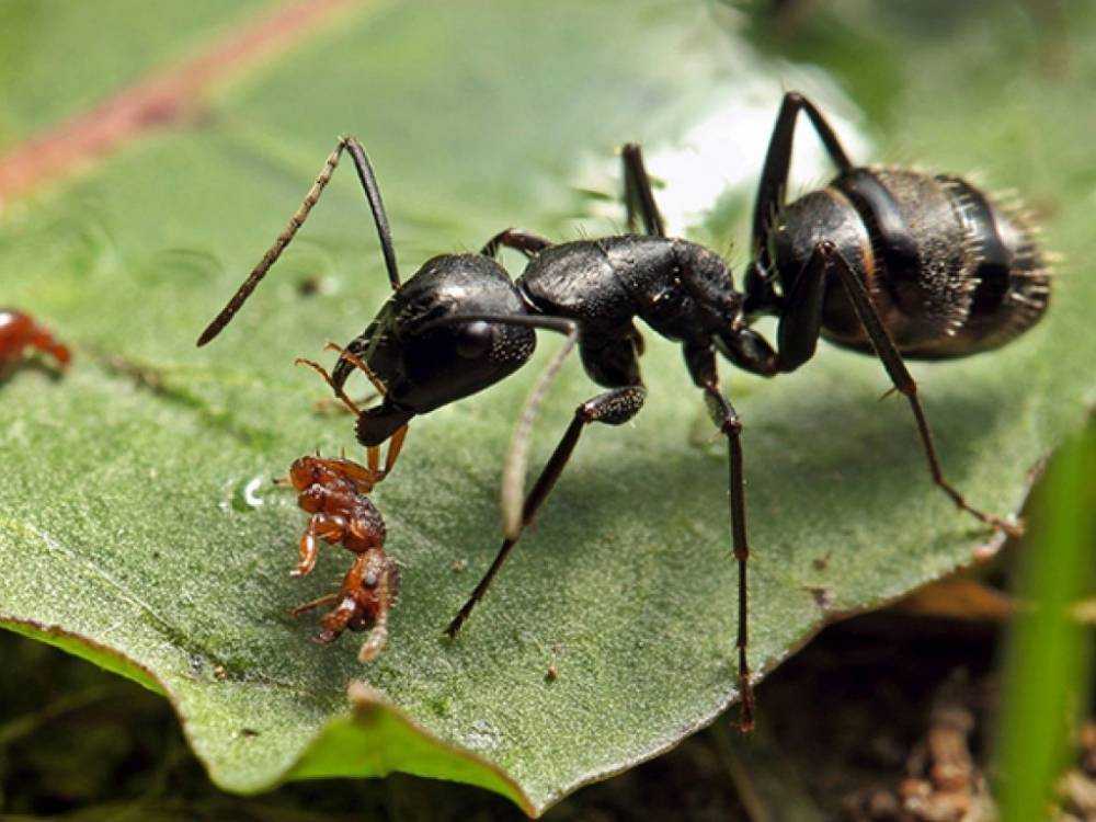 Рабочие особи. Муравей кампонотус. Муравей древоточец. Чёрный муравей-древоточец. Муравьи Dinoponera gigantea.