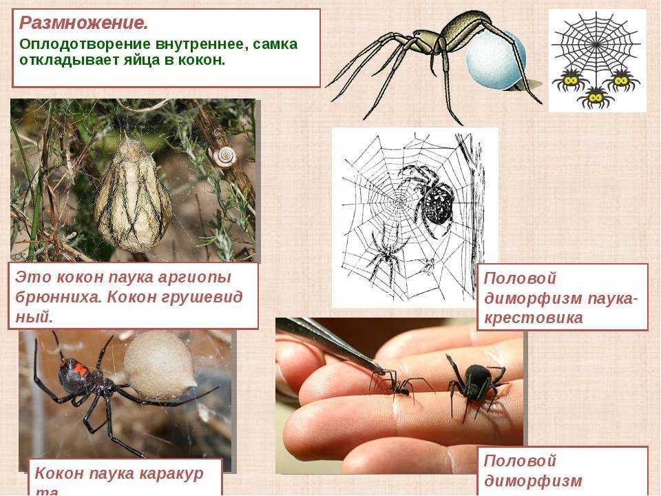 Как выглядит клещ – фото, описание и названия разновидностей клещей (животных)