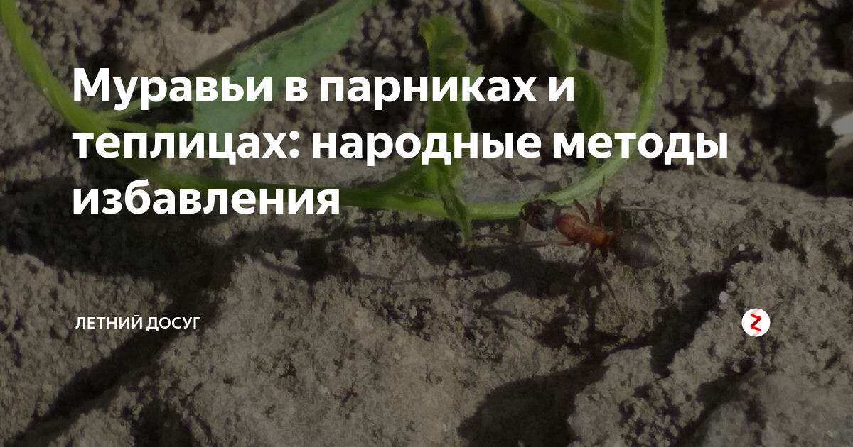Как избавиться от муравьев в теплице навсегда народными средствами