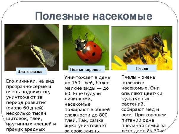 Полезные насекомые презентация для дошкольников