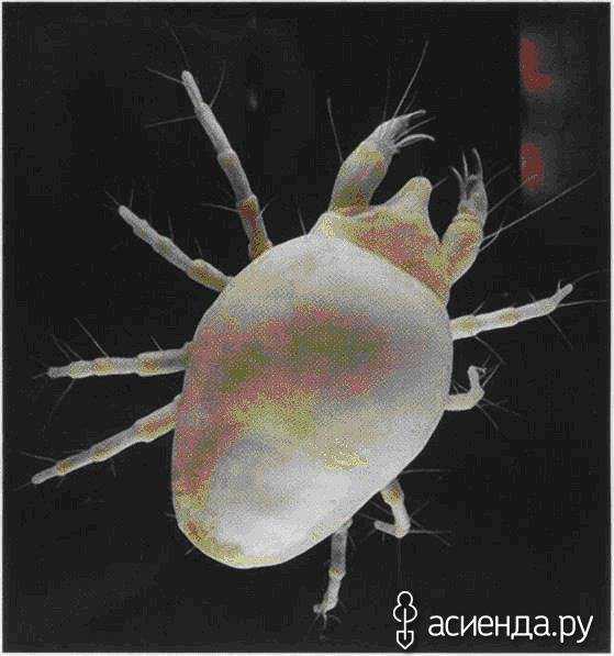 Луговой клещ (dermacentor reticulatus): фото и особенности жизненного цикла, опасен ли паразит для человека