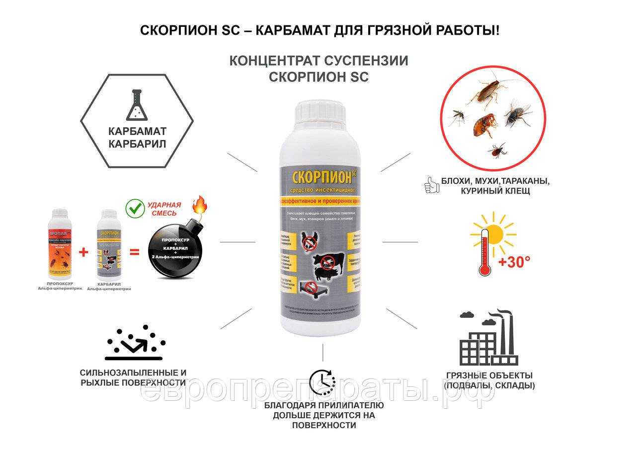 Половые блохи в доме: причины их появления и методы уничтожения. как избавиться от половых блох