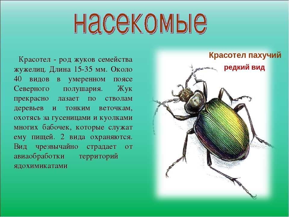 Природная зона жука. Красная книга России Жук красотел. Жук карострел красная книга. Жук красотел пахучий описание. Жужелица красотел.