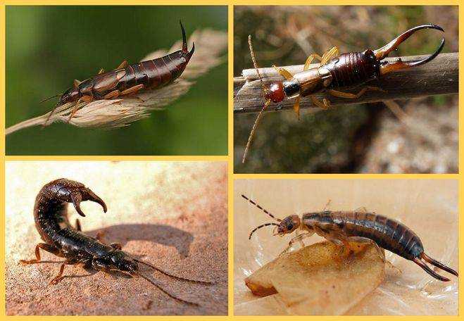 Двухвостка или уховёртка: чем опасна для человека и как избавиться от членистоногого насекомого