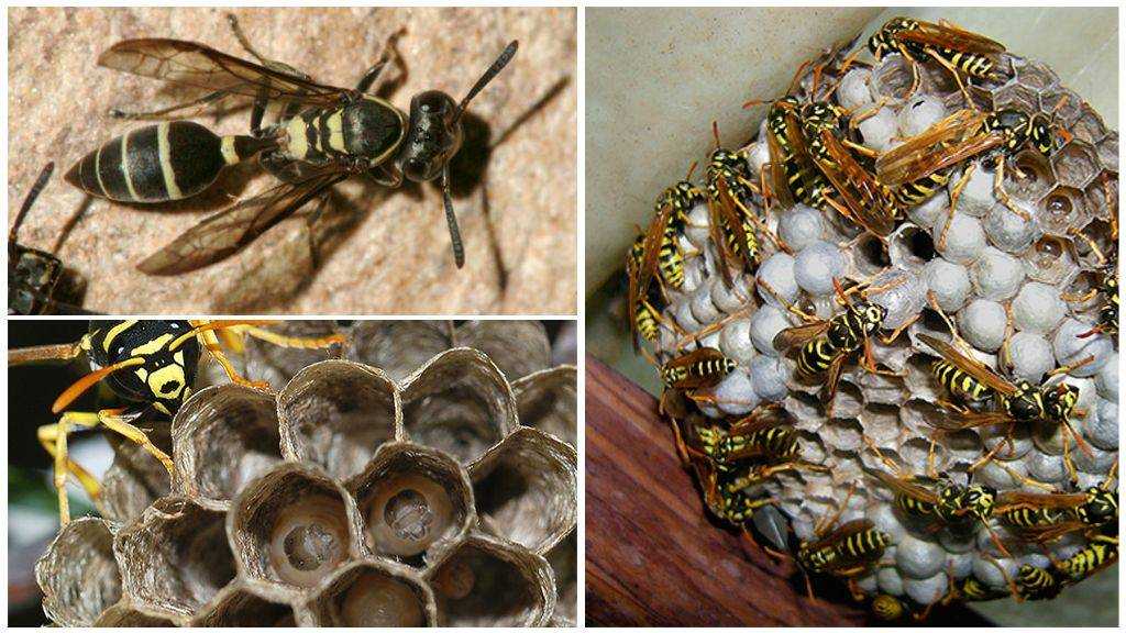 Сколько живут осы: размножение насекомых, две жизни, германская муха, глаза черной, хищники россии