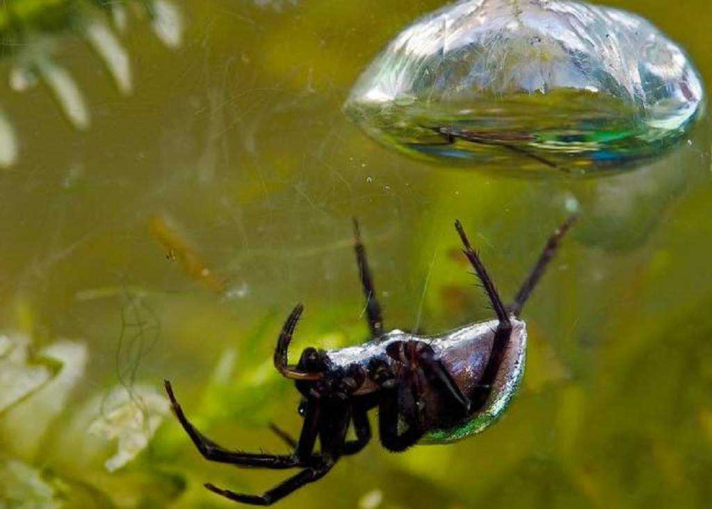 Водяной паук-серебрянка, описание вида