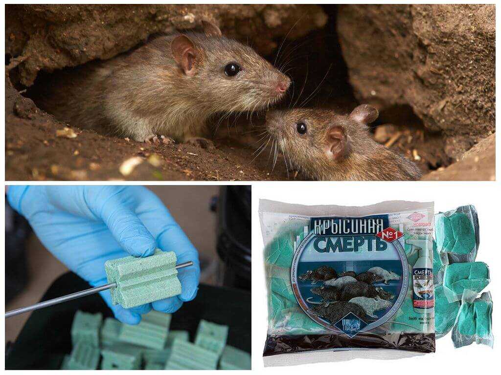 Каких запахов и народных средств боятся крысы