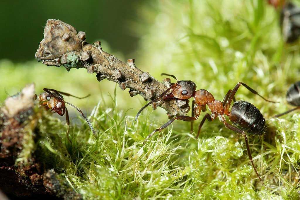 Научные факты о муравьях, которые вас потрясут