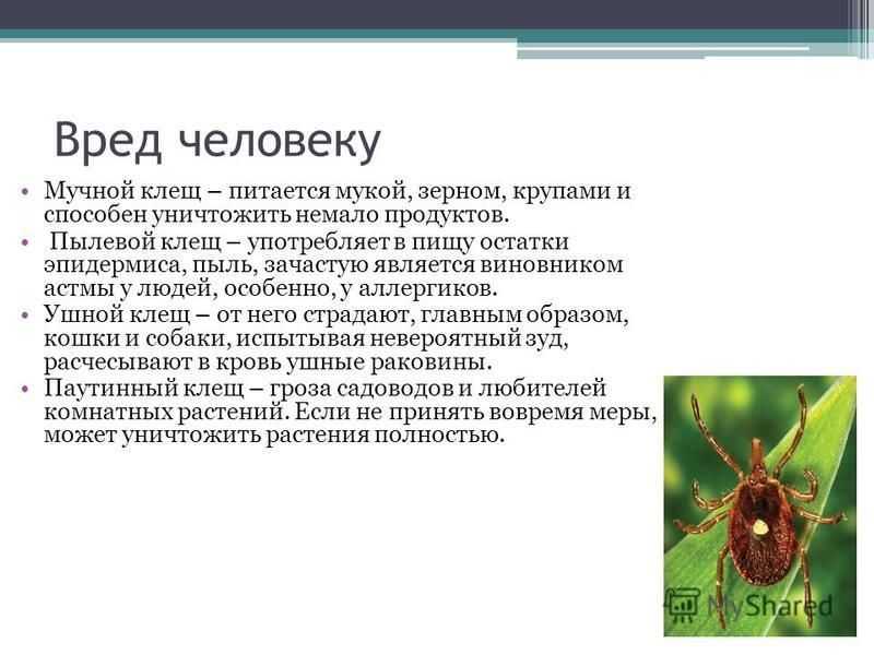 Подкожный клещ у собак - симптомы и лечение