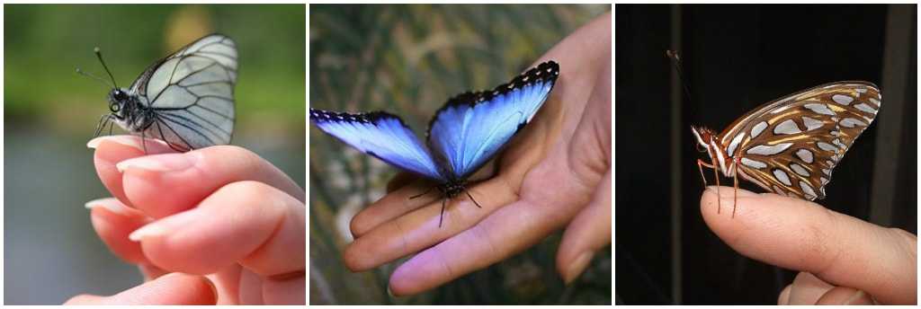 Сколько живут домашние бабочки. Бабочки в домашних условиях. Домашняя бабочка. Бабочкарий с бабочками. Выращивание бабочек.