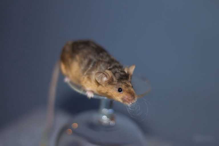 Виды и разновидности мышей: как выглядят, какие существуют декоративные породы